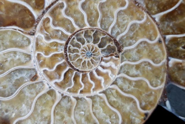 Cleoniceras (Grycia) besairiei COLLIGNON 1949 - Bild © FossNet FossilienStore